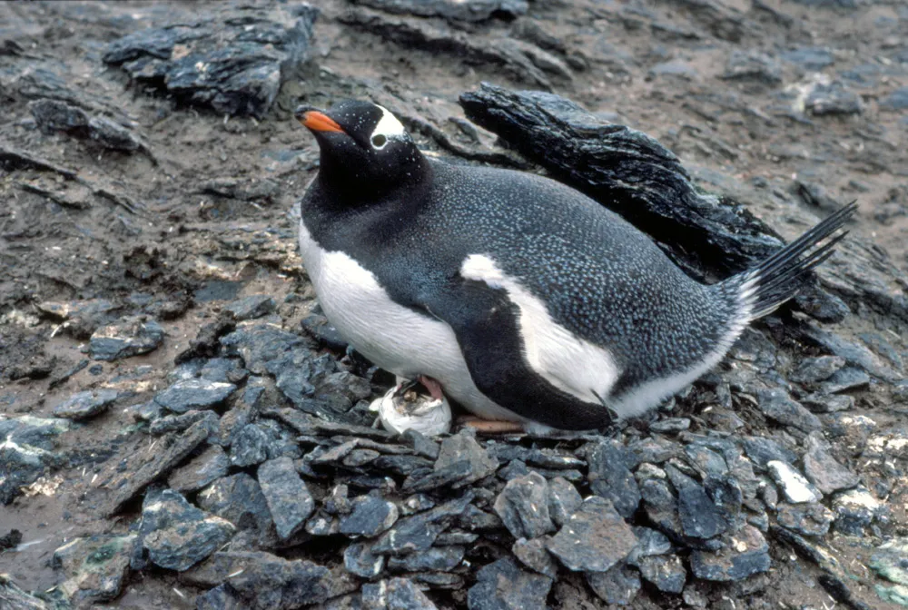 Adelie penguin